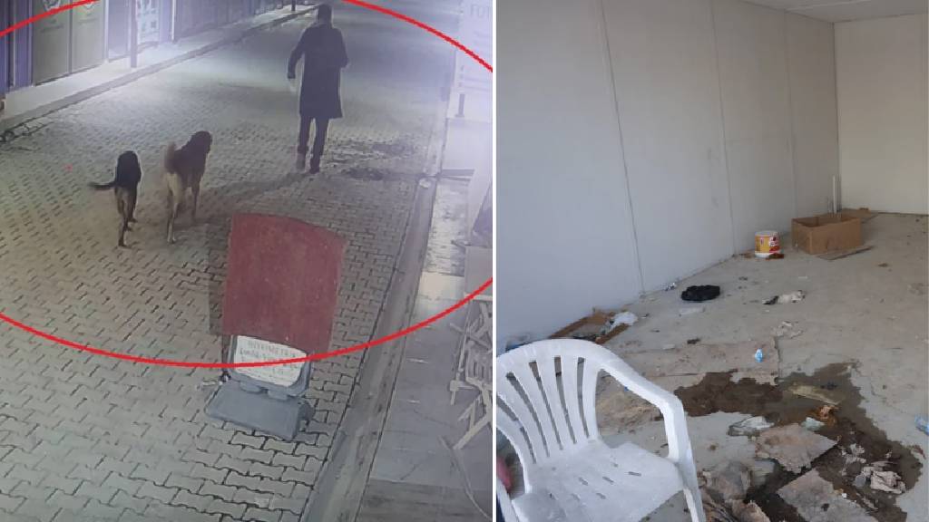 Hatay'da skandal olay! İş yerinin kapısını açıp kedileri köpeklere parçalattı