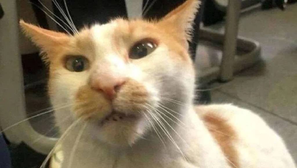 Kedi Faruk'u camdan atan gözetmen için karar verildi
