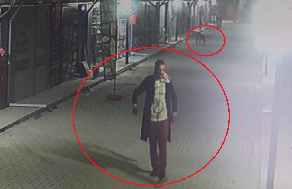 4 kediyi, köpeklere parçalattı! Hatay’daki cani gözaltına alındı…