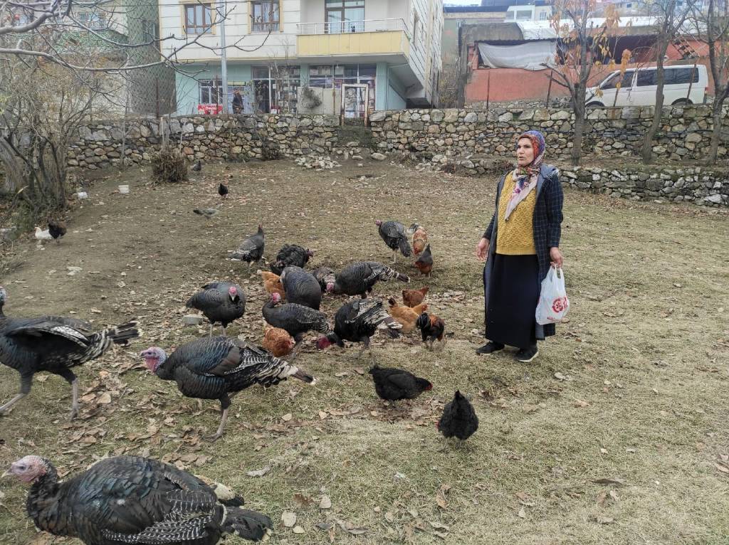 Aç sokak köpekleri, 60 yaşındaki kadının beslediği hindi ve tavukları telef etti