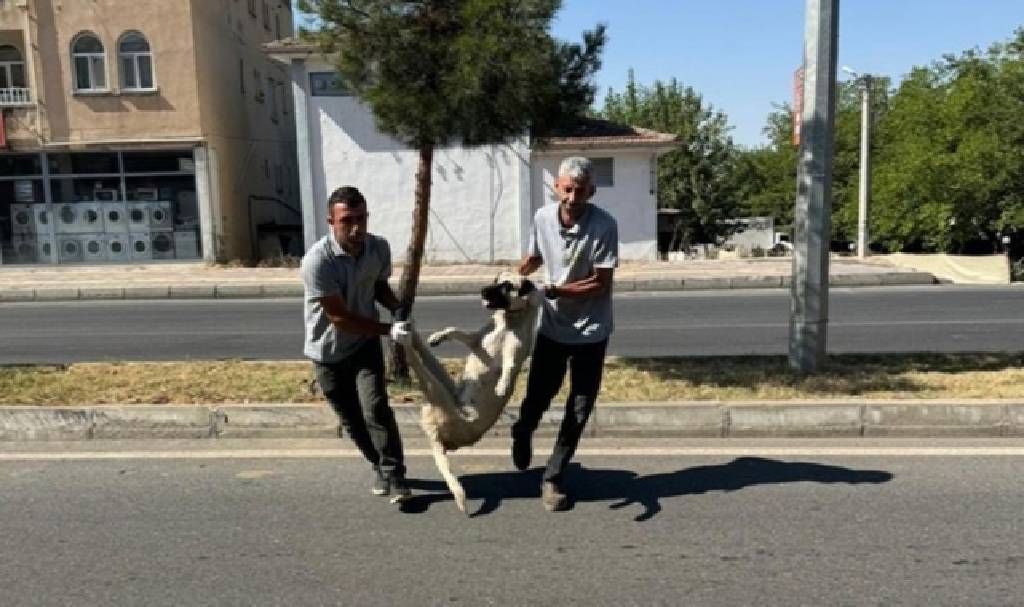 Yasa geçeli 24 saat olmadı... DEM Partili Silvan Belediyesi sokaklardan köpekleri toplamaya başladı!