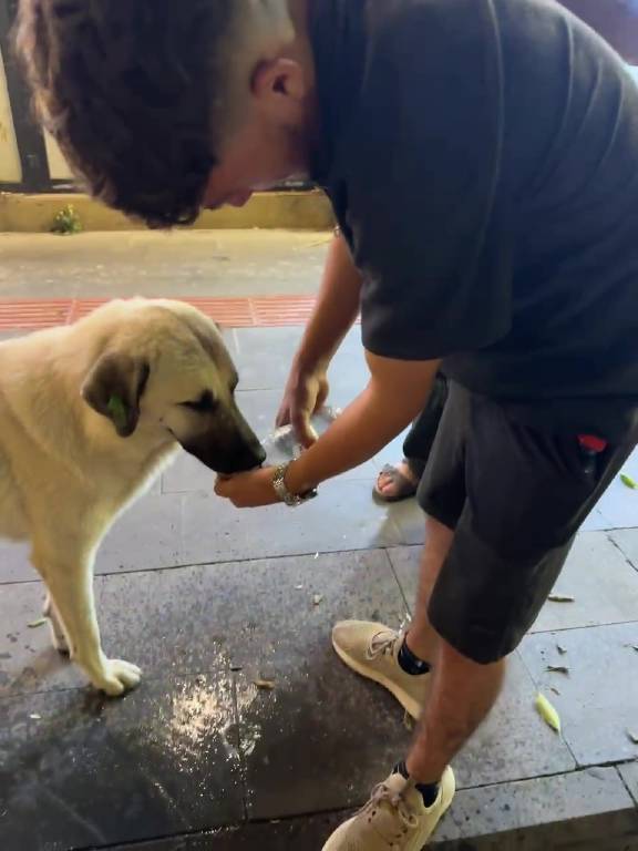 Yürekleri ısıtan görüntü! 17 yaşındaki genç, sokak köpeğine avcuyla su içirdi
