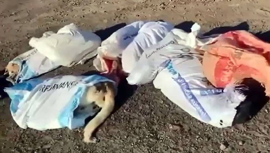 Edirne'de hayvan katliamı! Çöpte 15 ölü köpek bulundu, belediye başkanı suç duyurusunda bulundu