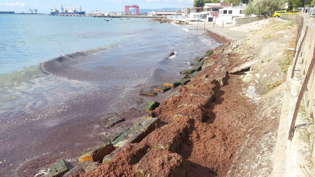 Marmara Denizi'nde kızıl yosun alarmı...
