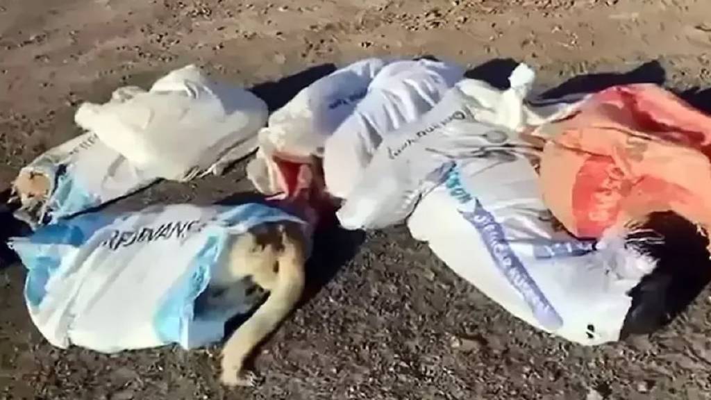 Edirne'de çuvallarda ölü köpekler bulundu: 4 şüpheli gözaltında