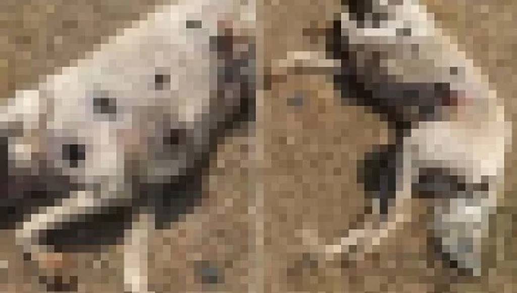 Çanakkale'de vahşet: Üç köpek silahla vuruldu, saldırgan aranıyor