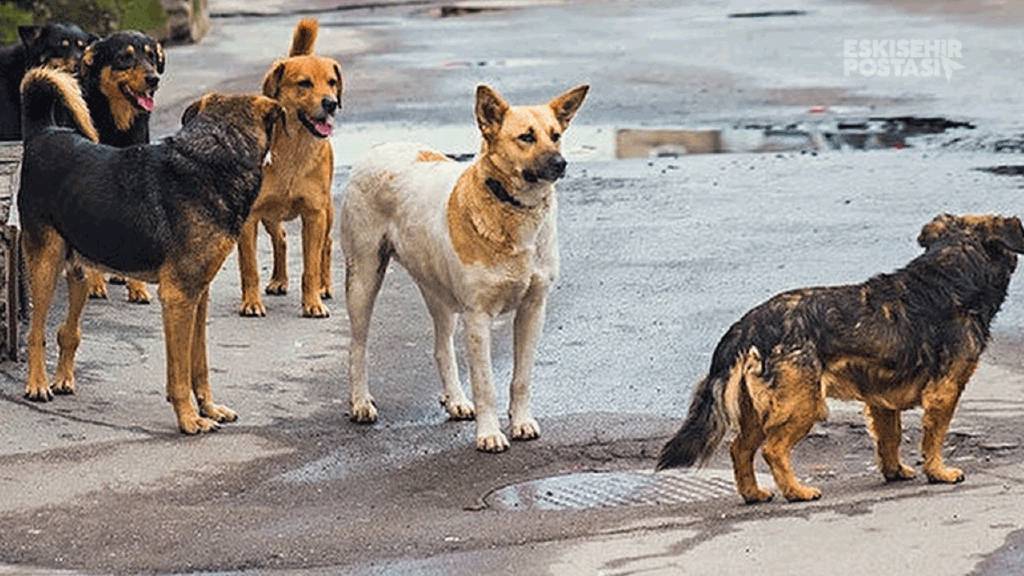 Bakanlık 81 ilin valiliğine yazı gönderdi! Sahipsiz köpek başına 71 bin lira ceza...