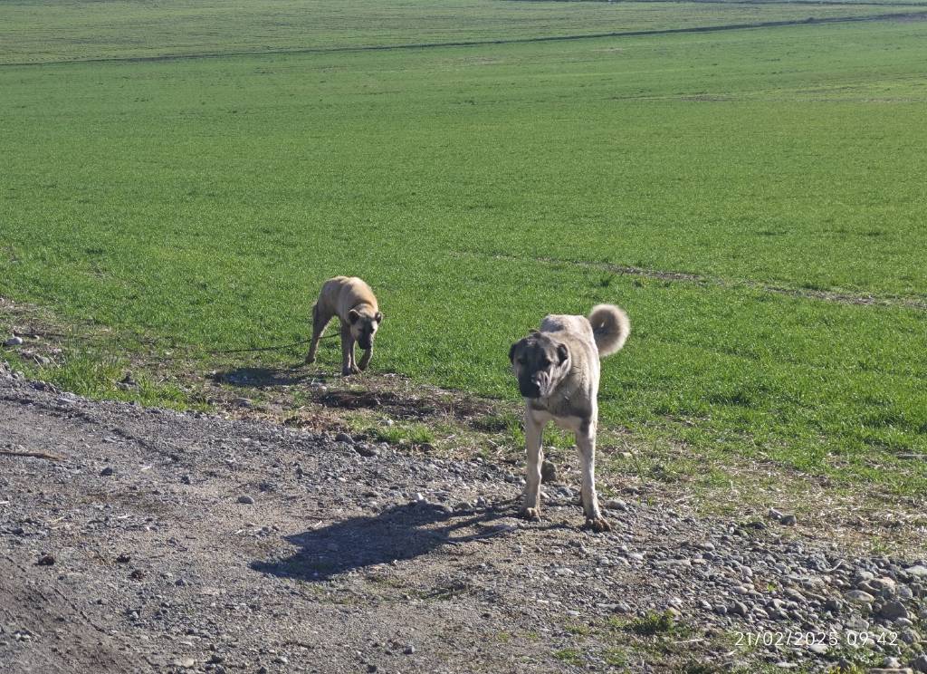 Alzheimer hastası adam, köpeklerin saldırısına uğradı!