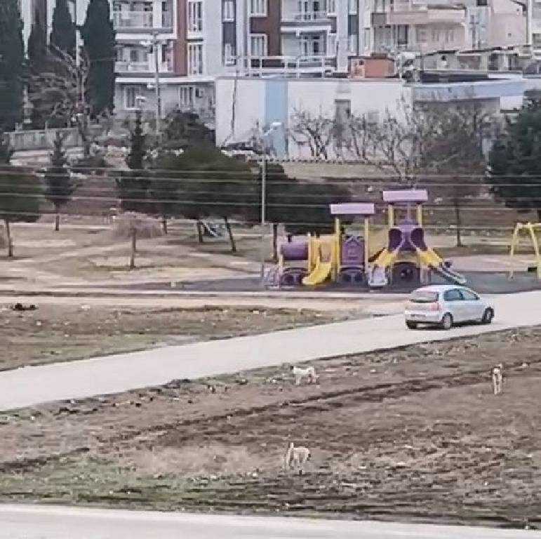 Adıyaman'da sokak köpekleri çocuğa saldırdı