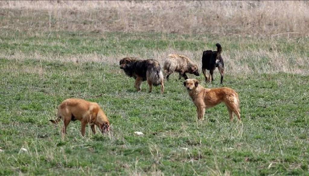 Ankara'da sahipsiz köpek kararı! 71 bin 695 lira ceza kesilecek...