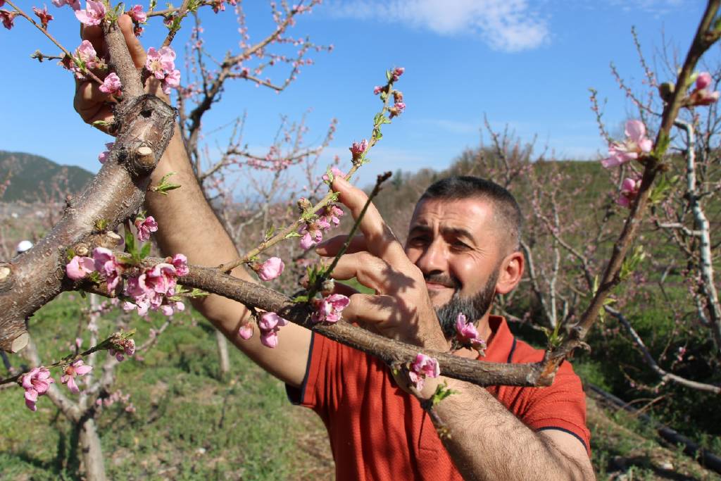 Amasya'da 'dondurma yöntemiyle' ağaçlar çiçek açtı
