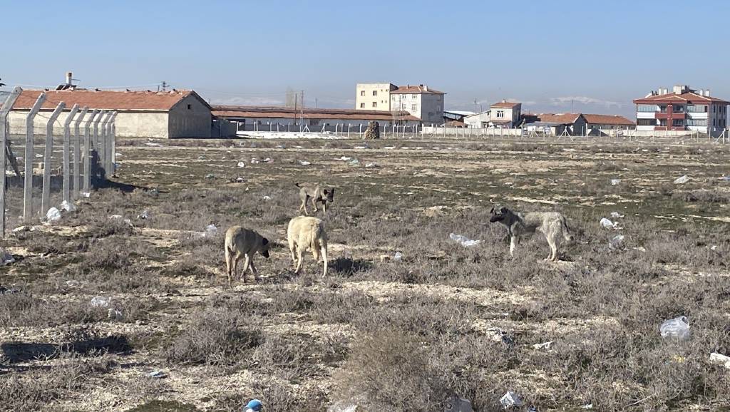 İşte sokak köpeklerinin saldırısında çocuğun öldüğü o arazi!