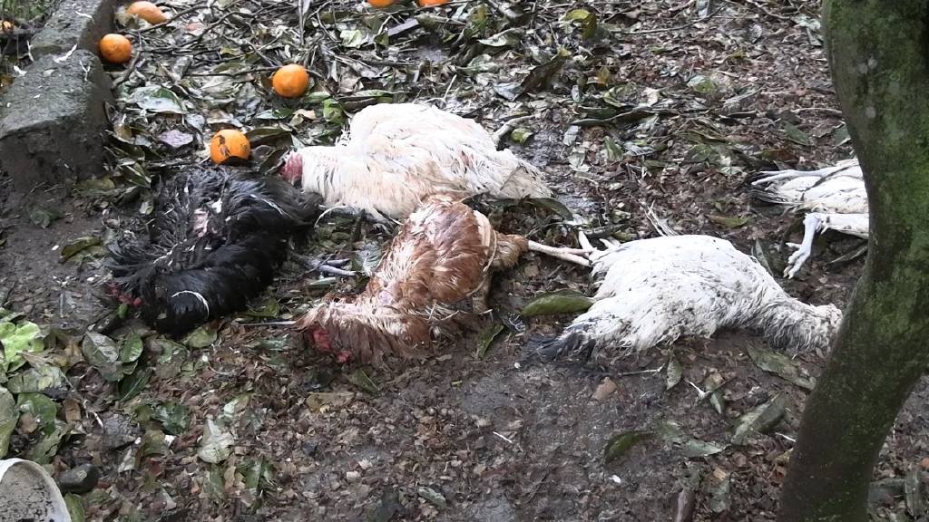 Rize'de sokak köpekleri kümeste katliam yaptı