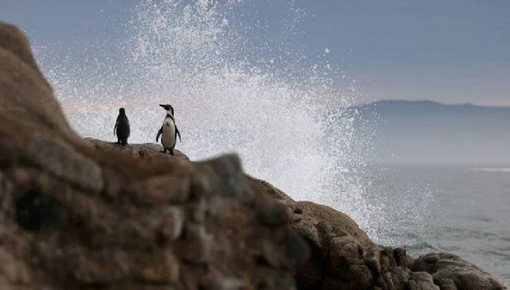 Güney Afrika'daki helikopter kazasının raporu: 'Penguen' düşürdü