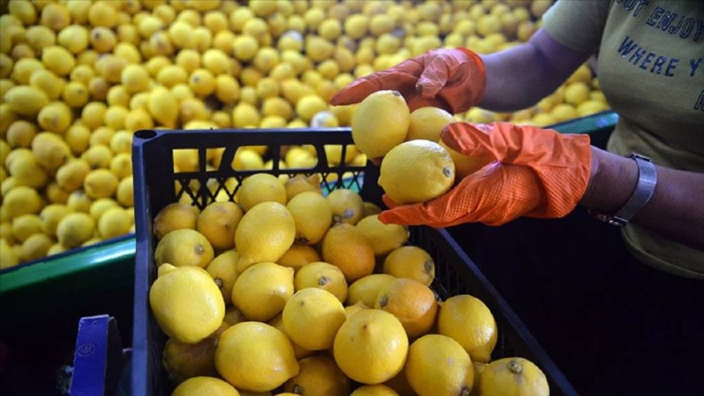 Ticaret Bakanlığı duyurdu: Limon ihracatı durduruldu
