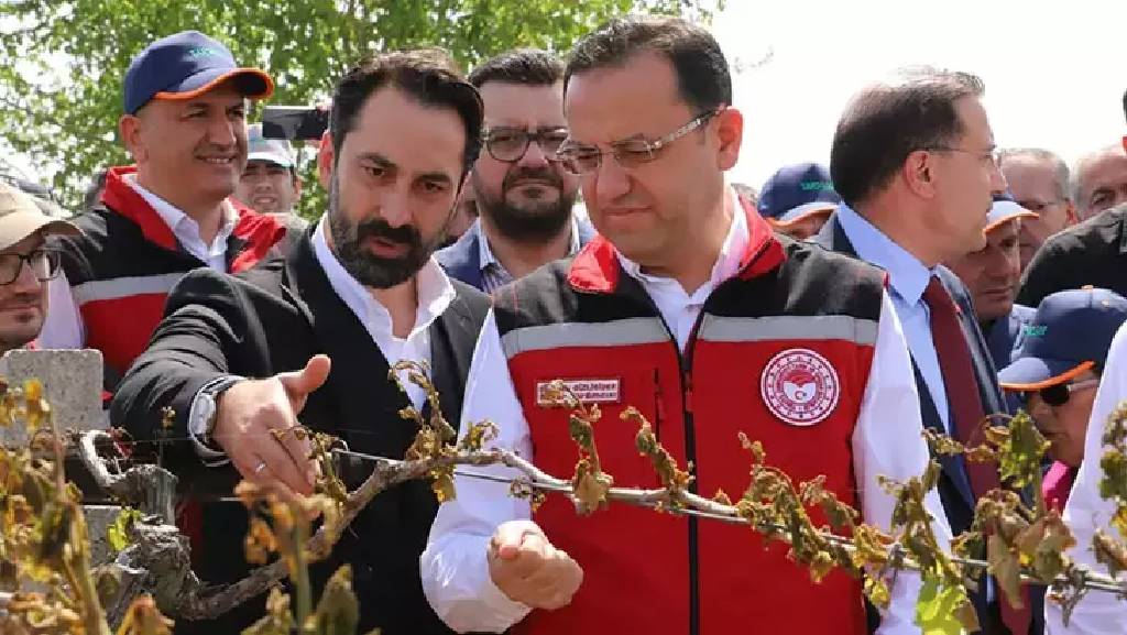 Manisa’da zirai don felaketi! 36 bin 738 üretici mağdur oldu...