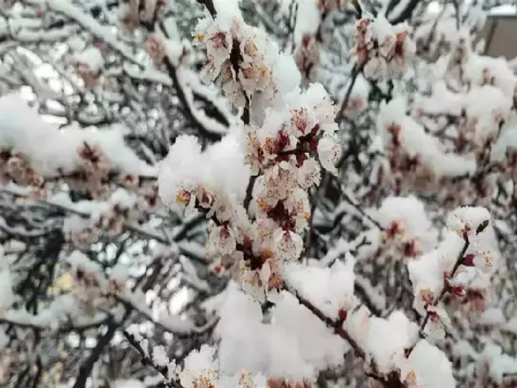 Hava sıcaklıkları aniden düştü! Malatya’da kayısı ağaçlarını don vurdu...
