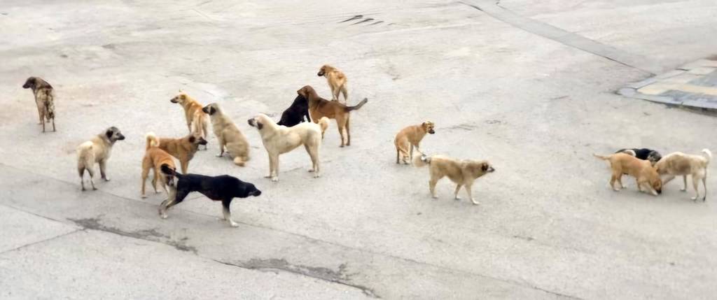 Burdur’da yaşlı bir kadına, sokak köpekleri saldırdı!