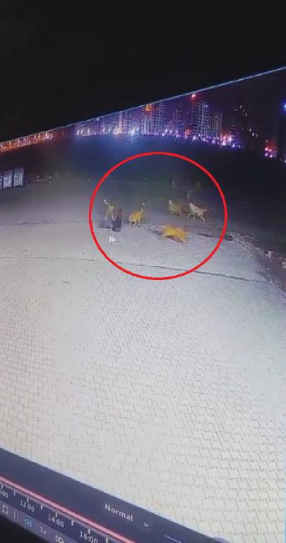 Diyarbakır'da 12 saldırgan köpek, belediye tarafından toplatıldı…