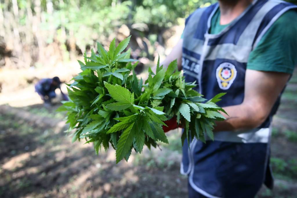 Diyarbakır’da dev uyuşturucu operasyonu: Hevsel Bahçeleri’nde 30 bin kök kenevir imha edildi
