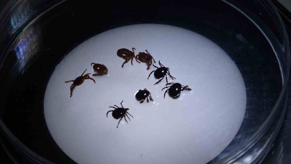 Sivas’ta KKKA alarmı: 8 vaka, 1 ölüm
