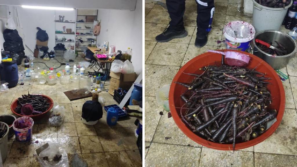 Tuvalet ve üretim alanı iç içe! Ruhsatsız şalgam imalathanesi mühürlendi