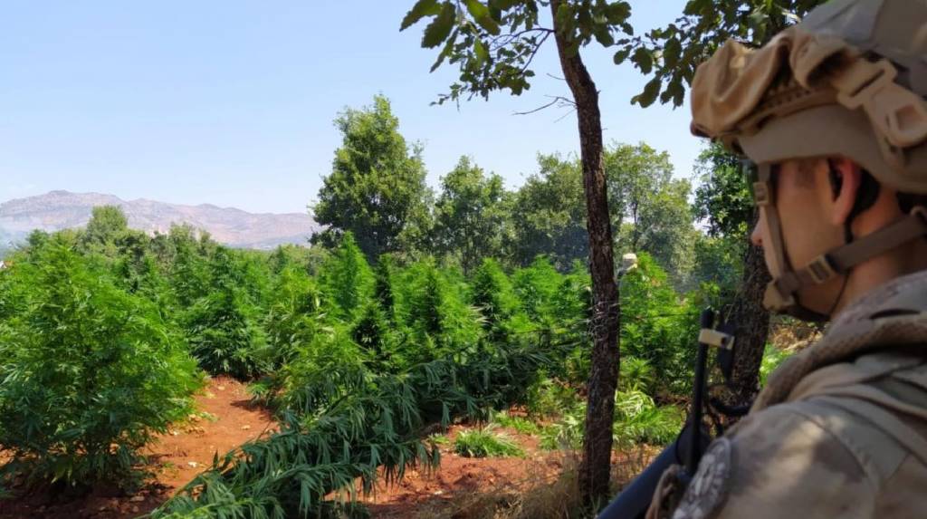Diyarbakır'da 12 milyon 389 bin kök kenevir ve skunk ele geçirildi