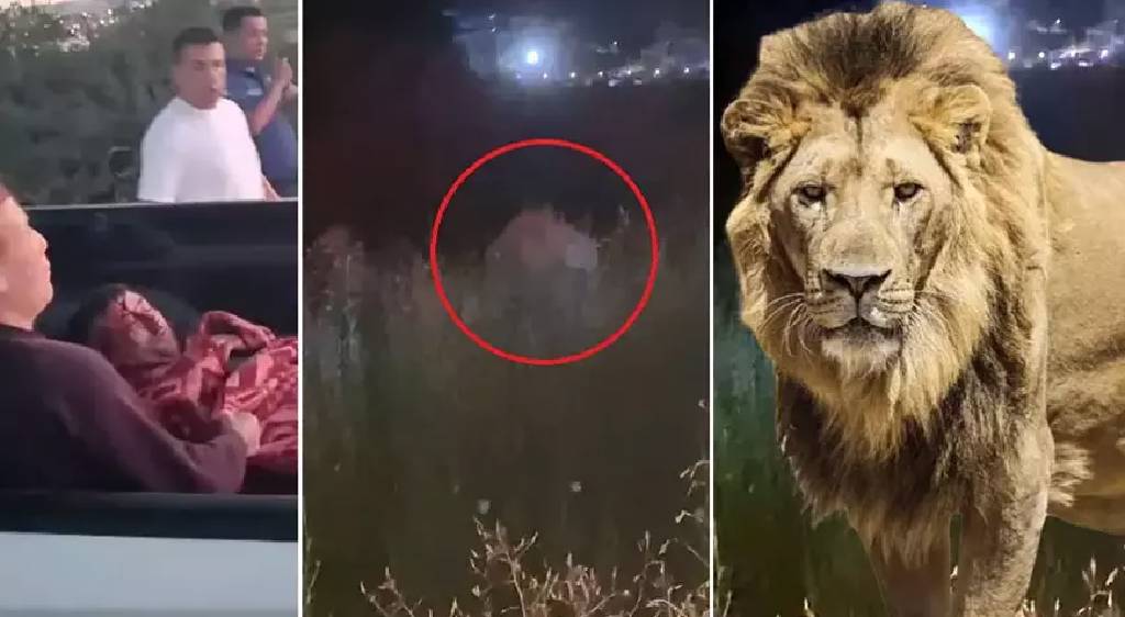 Manavgat’ta aslan alarmı: 'Zeus' kaçtı, 1 kişi hastanelik oldu!