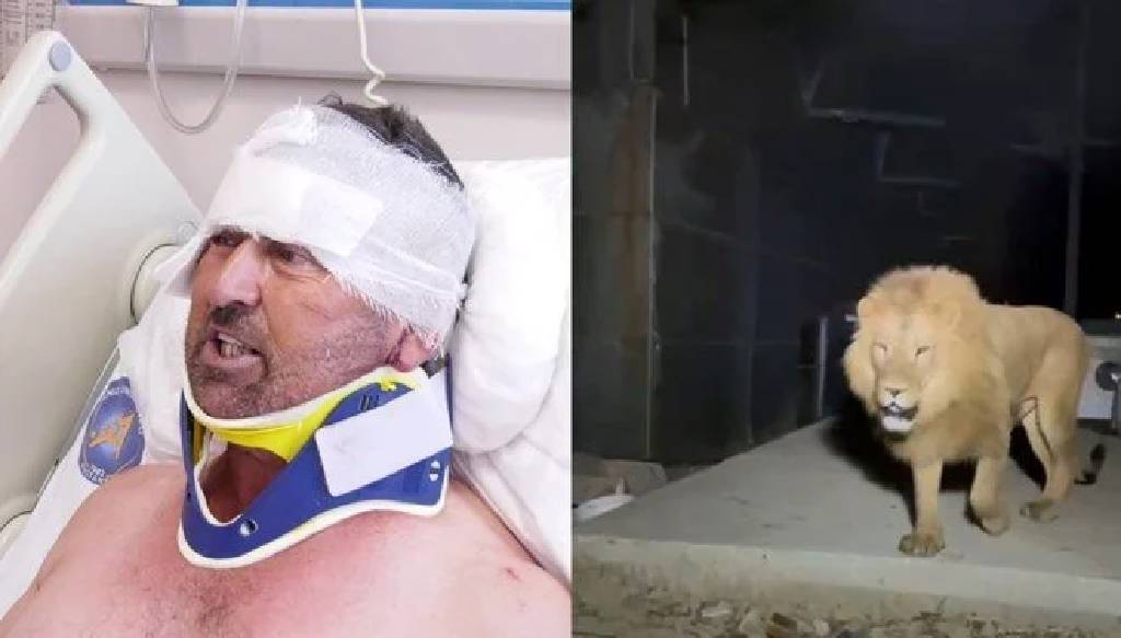 Aslan saldırısından kurtulan çiftçi taburcu oldu