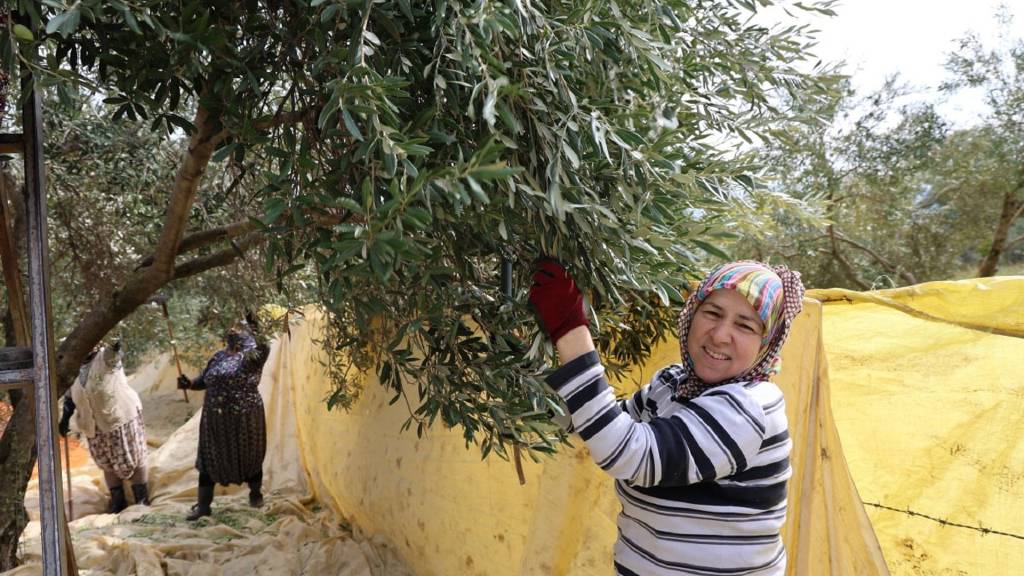 Aydın'da sofralık zeytin hasadı kadınlara emanet