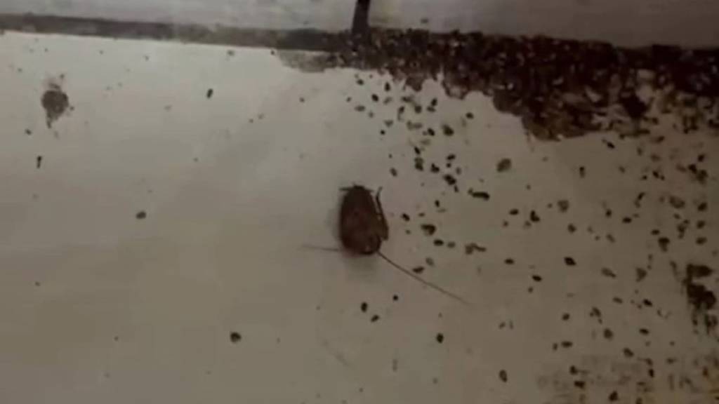 Hatay'da bir fırında hijyen skandalı: Hamam böcekleri çıktı